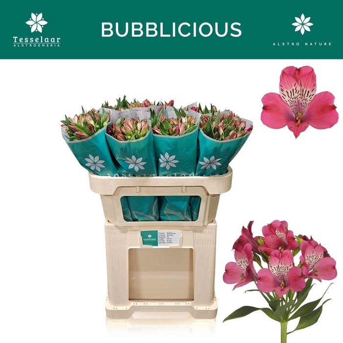 <h4>Alstr Bubblicious</h4>