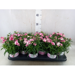 Dianthus  'Sprint Pink and Proud'