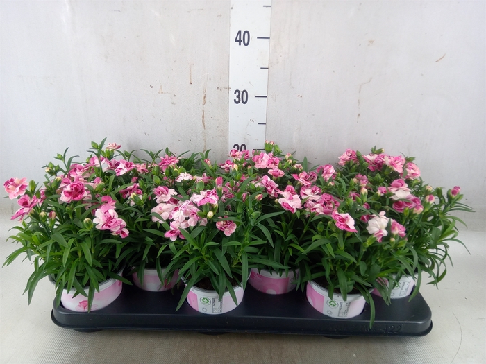 <h4>Dianthus  'Sprint Pink and Proud'</h4>