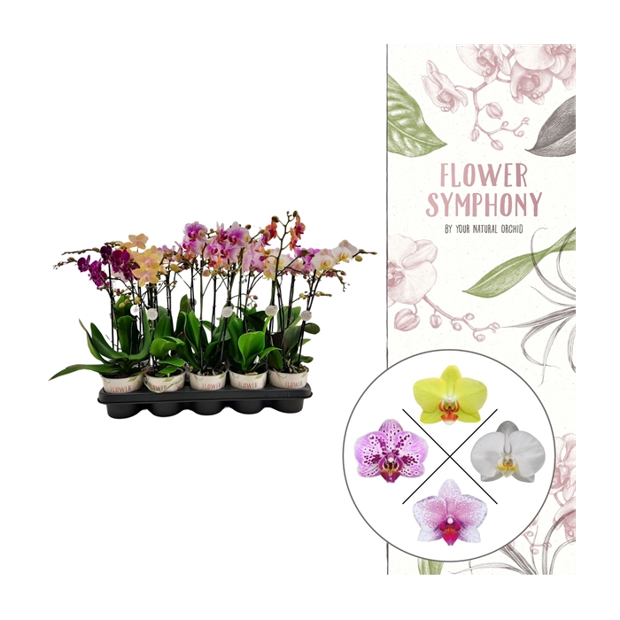 <h4>Flower Symphony | Mix | Phalaenopsis 2 spike</h4>