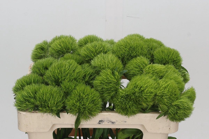 <h4>Dianthus Br Kiwi Mellow</h4>