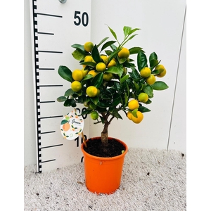 Citrus Calamondin on stem (s2)