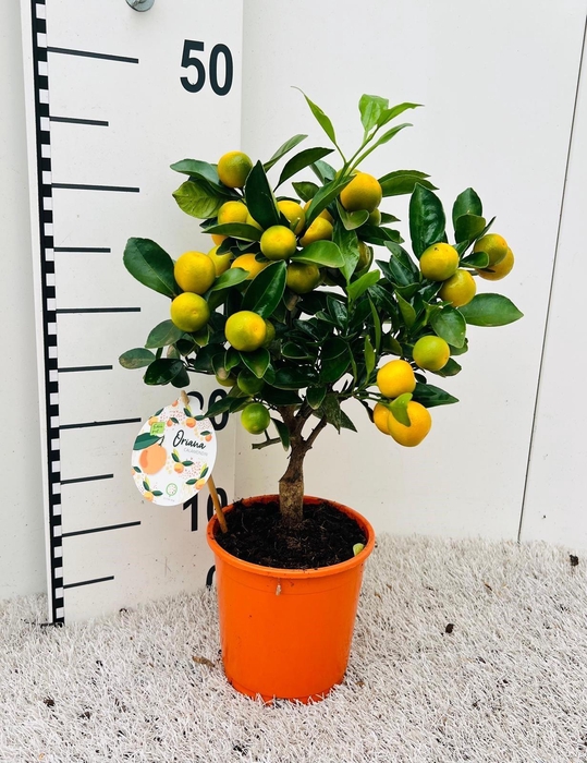 <h4>Citrus Calamondin on stem (s2)</h4>