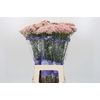 Ozothamnus Cooks Pink