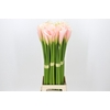 Zantedeschia Eydolls Salmon