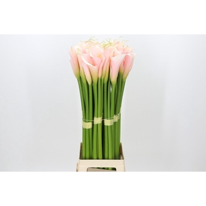 Zantedeschia Eydolls Salmon