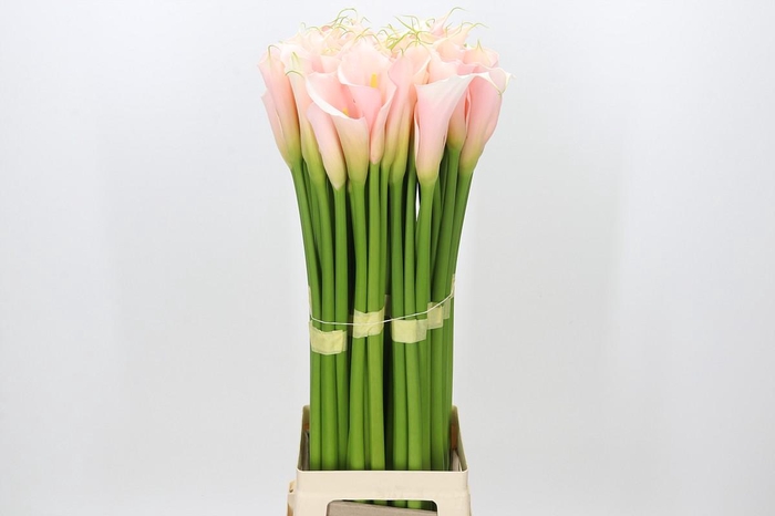 <h4>Zantedeschia Eydolls Salmon</h4>