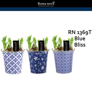 arr4 Narcis RN - Blue bliss