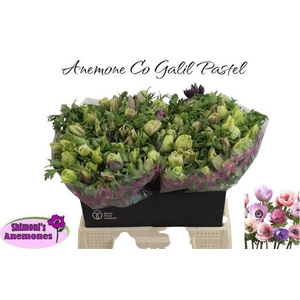 Anem Co Galil Pastel