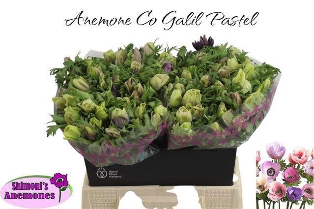 <h4>Anem Co Galil Pastel</h4>