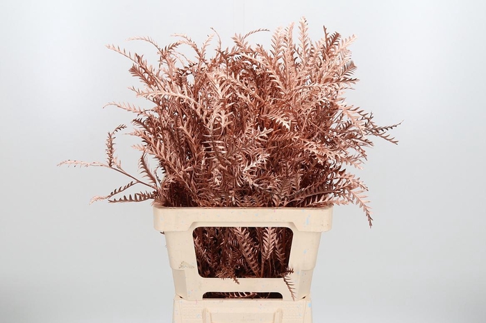 Grevilea Ivanhoe Kl Bh Koper