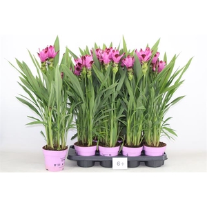 Curcuma alismatifolia Siam Splash 14Ø 65cm 6fl