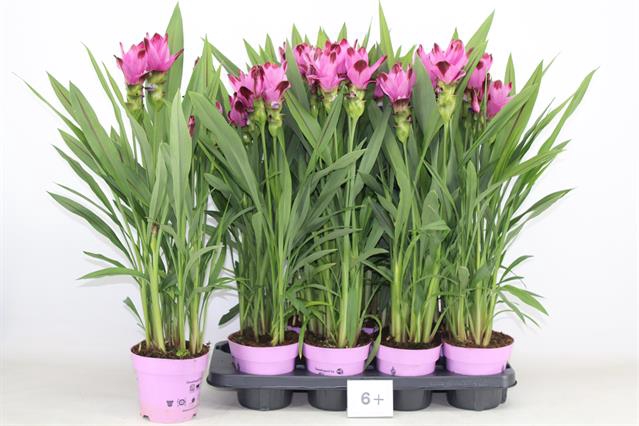 Curcuma alismatifolia Siam Splash 14Ø 65cm 6fl