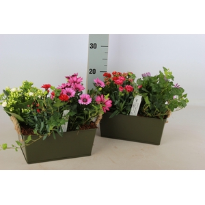 ARR TUINPLANTEN