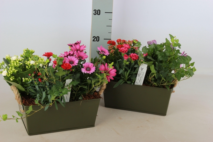 <h4>ARR TUINPLANTEN</h4>