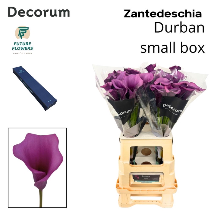 ZANT DURBAN MEDIUM BOX 70 CM 40 ST.