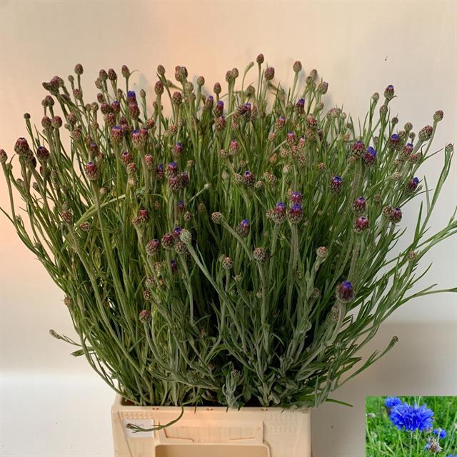 CENTAU CYANUS