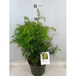 Cryptomeria japon. 'Elegans'
