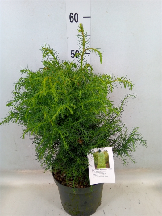 <h4>Cryptomeria japon. 'Elegans'</h4>