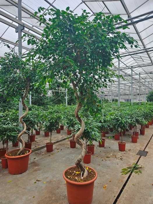 <h4>Ficus Exotica</h4>