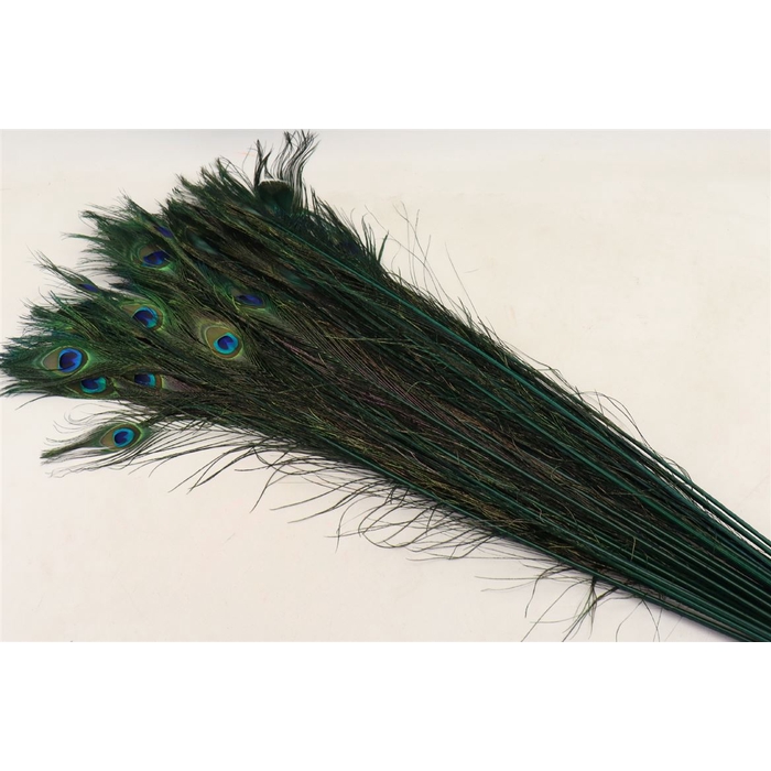 <h4>Feather Peacock L90</h4>