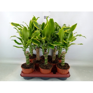 Dracaena frag. 'Golden Coast'
