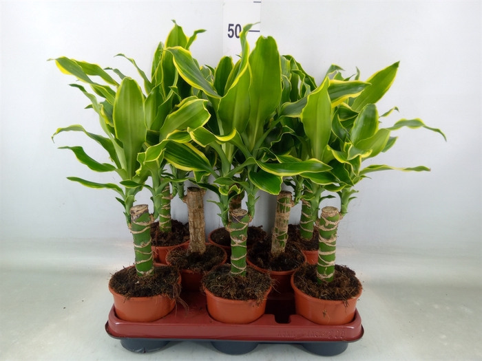 <h4>Dracaena frag. 'Golden Coast'</h4>