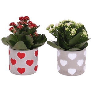 Valentine Arr. Indoor Ceramic Hearts pot Red/White Ø11cm 1PP