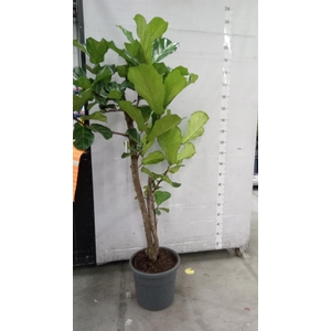 Ficus lyrata