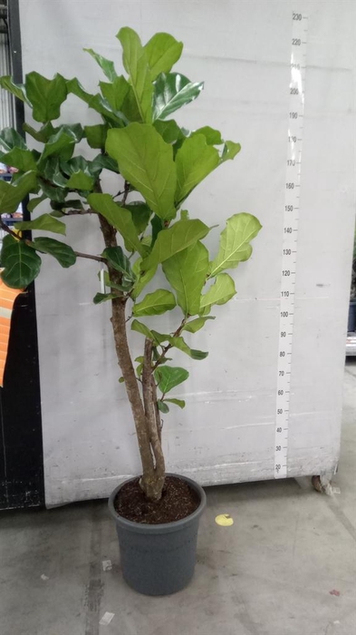 <h4>Ficus lyrata</h4>