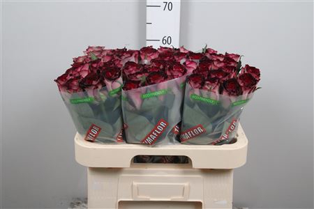 <h4>R Gr Scarlet Ruby</h4>