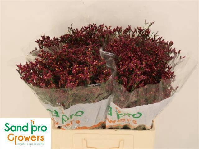 <h4>LIM SIN SCARLET DIA</h4>