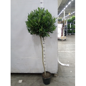 Laurus nobilis