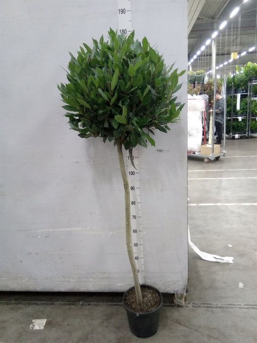 <h4>Laurus nobilis</h4>