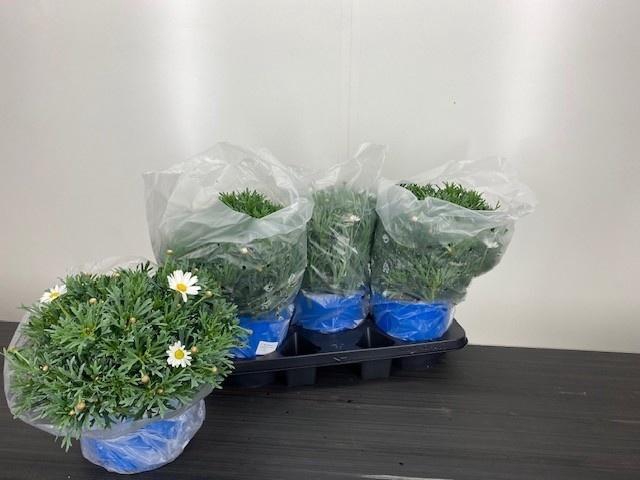 <h4>ARG STELLA 2000</h4>