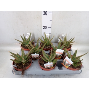 Aloe   ...