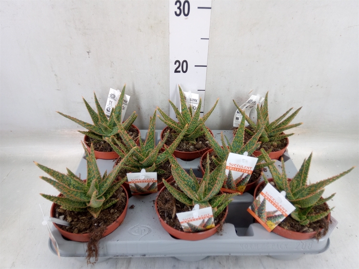 <h4>Aloe   ...</h4>