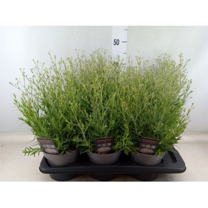 Gypsophila panic. 'Summer Sparkles'