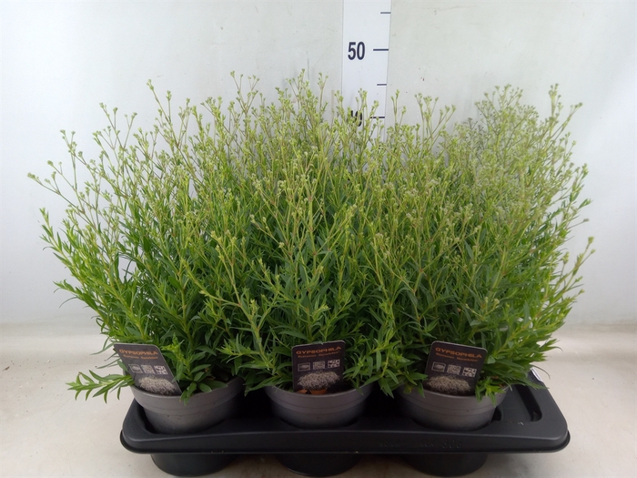 <h4>Gypsophila panic. 'Summer Sparkles'</h4>