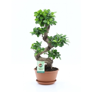 Ficus microcarpa 'Ginseng'