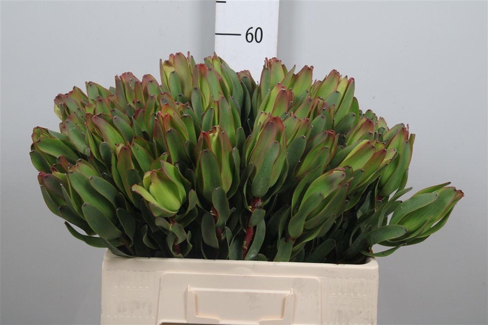 <h4>Leucadendron Laurel Yellow 060cm</h4>