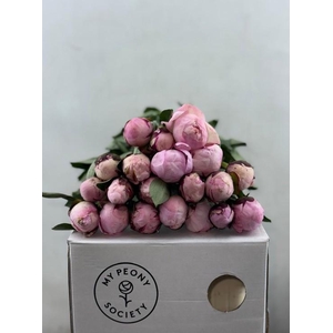 Paeonia Lact. Reine Hortense