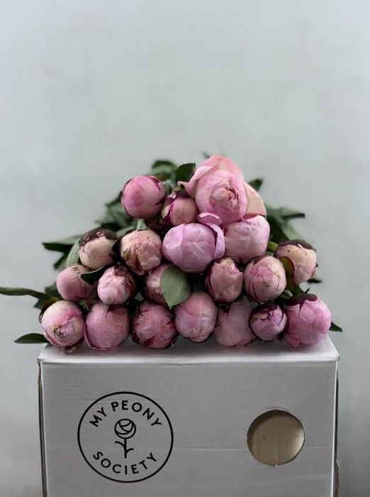 <h4>Paeonia Lact. Reine Hortense</h4>