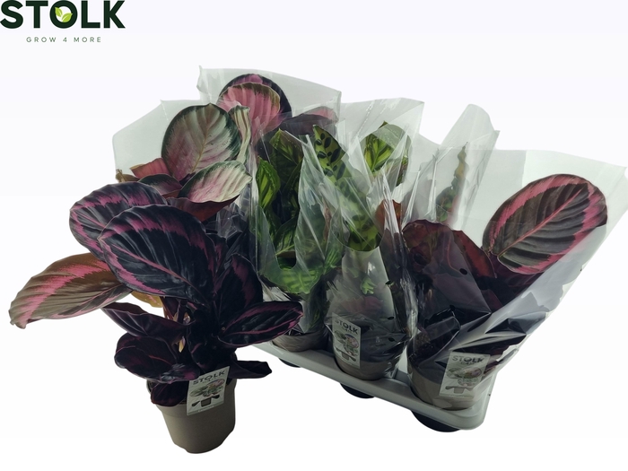 <h4>CALAT GEM 6 SRT</h4>