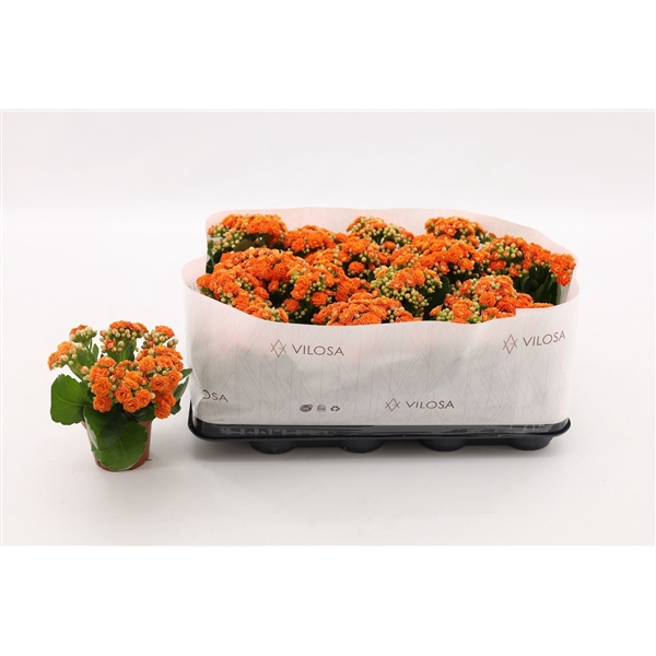 <h4>Kalanchoe Double Orange, in kraag</h4>