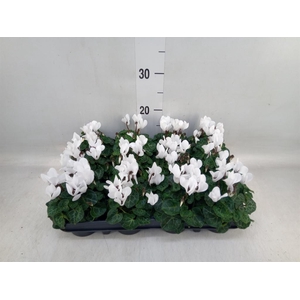 Cyclamen KL 'Verano'