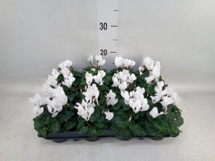 <h4>Cyclamen KL 'Verano'</h4>