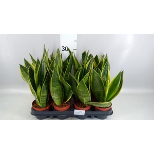Sansevieria trifa.   ...