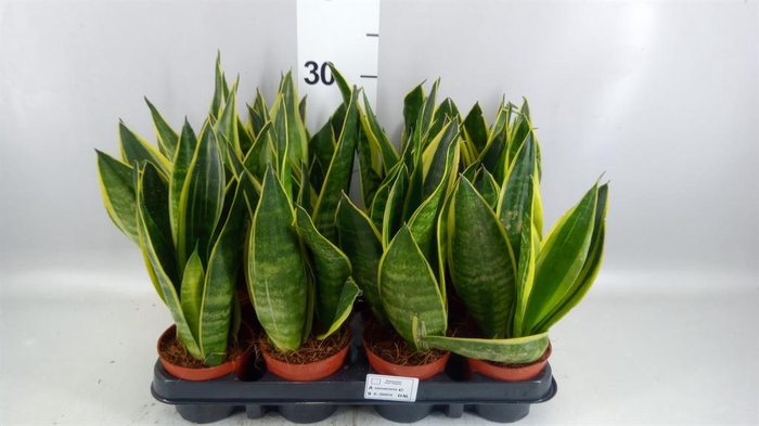 <h4>Sansevieria trifa.   ...</h4>
