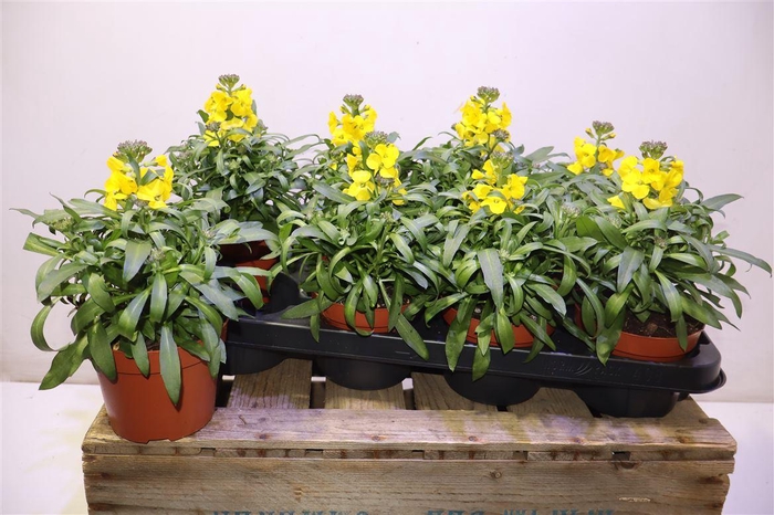 <h4>Erys Linifolium</h4>